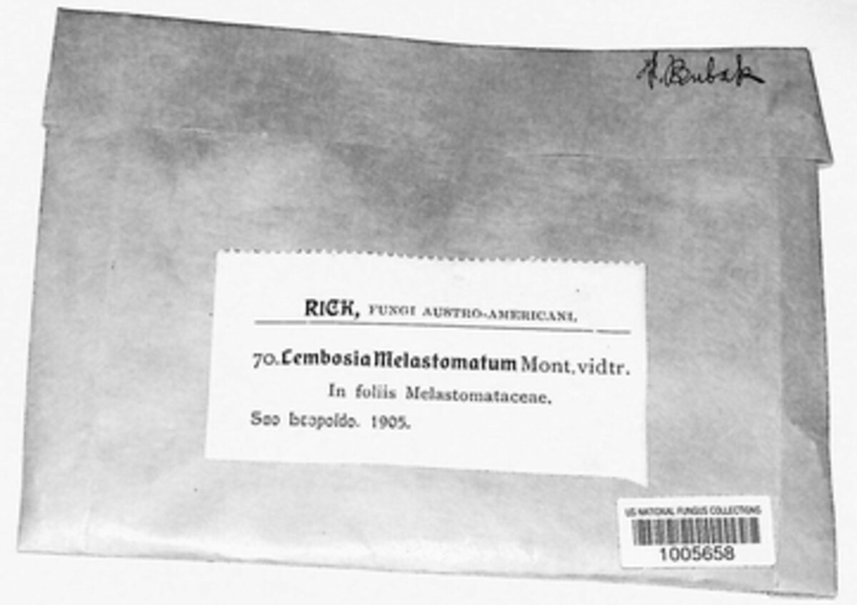 Lembosia melastomatum image